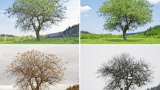 Притча за синовете и четирите сезона