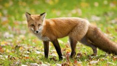 Притча за хитрата лисица