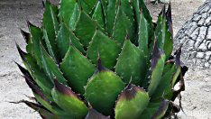 Сироп от агаве –  здравословен заместител на захарта