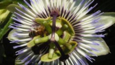 Пасифлората – загадъчно екзотична и страстна