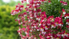 Немезия – най-цветното балконско цвете 