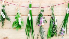 4 билки, които облекчават астмата