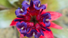 Изложение "Флора" пролет 2013 събира почитатели на цветята