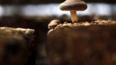 Японски гъби побеждават човешкия папиломен вирус