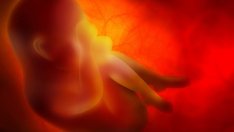 На какво се учи бебето, докато е в корема?