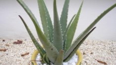 Алое Вера наистина лекува