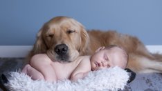 Как да представим бебето на домашния любимец без стрес?