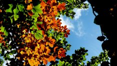 Симптомите на метеоропатия 