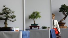 Растения, подходящи за бонсай