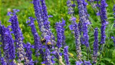 Лечебните ползи от лавандулата