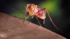 Растения, които гонят комарите