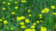 3 начина да извадим кърлеж