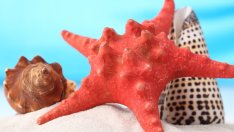 Притча за морската звезда