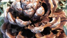 10 лесни декорации с шишарки