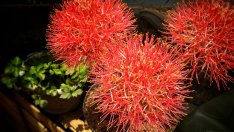 Хемантус – съвети за отглеждане на красивото растение