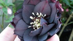 Градински кукуряк – европейският чаровник с отровен дъх