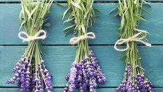 Антисептичен лосион от лавандула