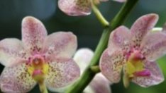 Как да размножим домашната орхидея?