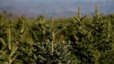 Изкуствената коледна елха съвсем не е екологичен избор