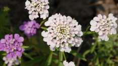 Иберис – испански мирис на свежест