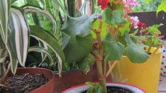 Пластмасови или керамични саксии?