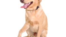 Домашни любимци под наем и у нас