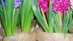За първи пролетни цветя – засадете луковиците през есента