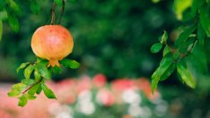 Как да засеем нар от семена