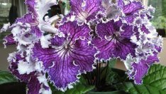 Стрептокарпус - вечно цъфтящ и свеж