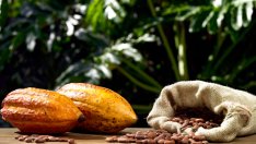 Растения, които са естествени лекарства