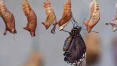 Притча за кафето, моркова и яйцето