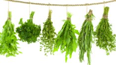 Как правилно да съхраняваме билките