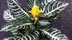 Афеландра – зебрата на Латинска Америка