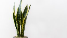 Растения, които прочистват въздуха вкъщи 