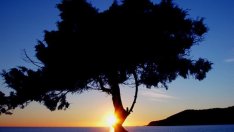 Какво дърво сте според рождената ви дата?