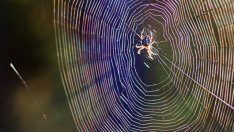 Знаете ли, че...повечето паяци имат прозрачна кръв?