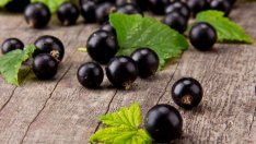 Вълшебствата на черния касис за здравето 