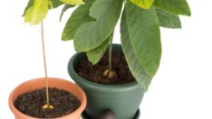 Да засадим авокадо