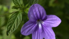 Бровалия – виолетово украшение за дома