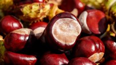 Есенна декорация: Конският кестен пречиства негативната енергия в дома