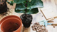 Как да пресаждате растенията си, без да ги убиете 