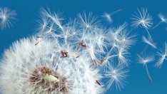 „Ако можеше да ме видиш сега“