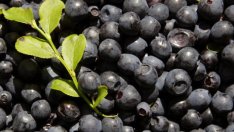 С боровинки срещу Алцхаймер