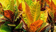 Кротон – ярка окраска и настроение вкъщи 