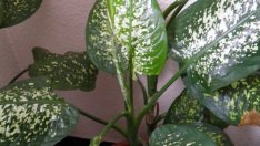 Дифенбахията – красива, но опасна