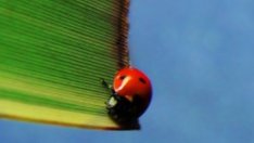 Да ограничим неканените гости – пълзящите насекоми