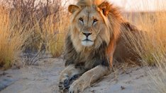 Знаете ли, че... лъвът всъщност не е цар на джунглата?