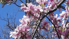 Чудната благоуханна магнолия – как да я отглеждаме?