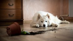 7 неща, които карат дома ви да изглежда вечно мръсен 