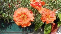 Калдъръмчето – цветното килимче за отмора